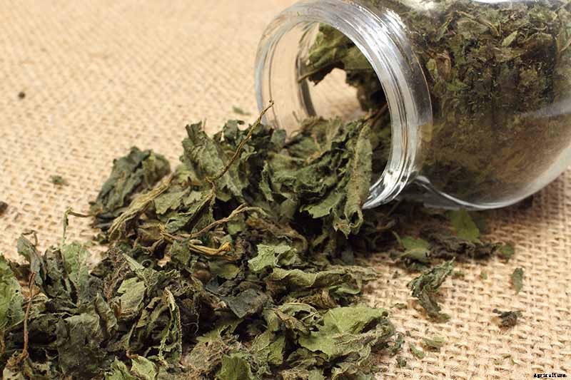 How to Grow Stinging Nettle in Your Garden