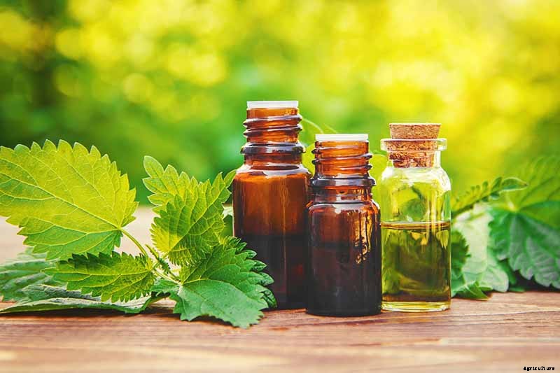 How to Grow Stinging Nettle in Your Garden