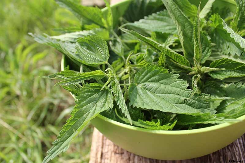 How to Grow Stinging Nettle in Your Garden