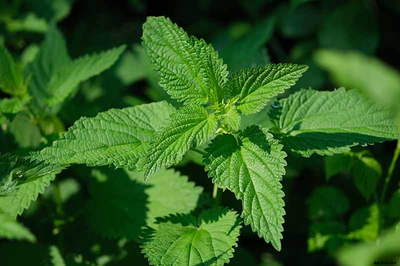 How to Grow Stinging Nettle in Your Garden