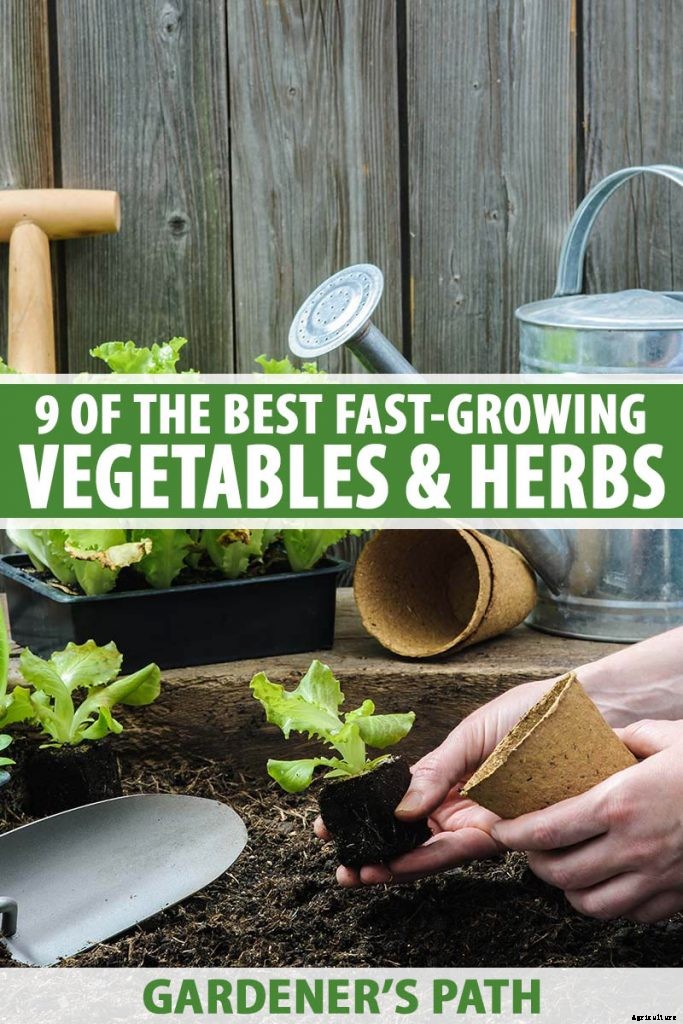 9 Fast-Growing Vegetables and Herbs to Pep Up Your Pantry Menu
