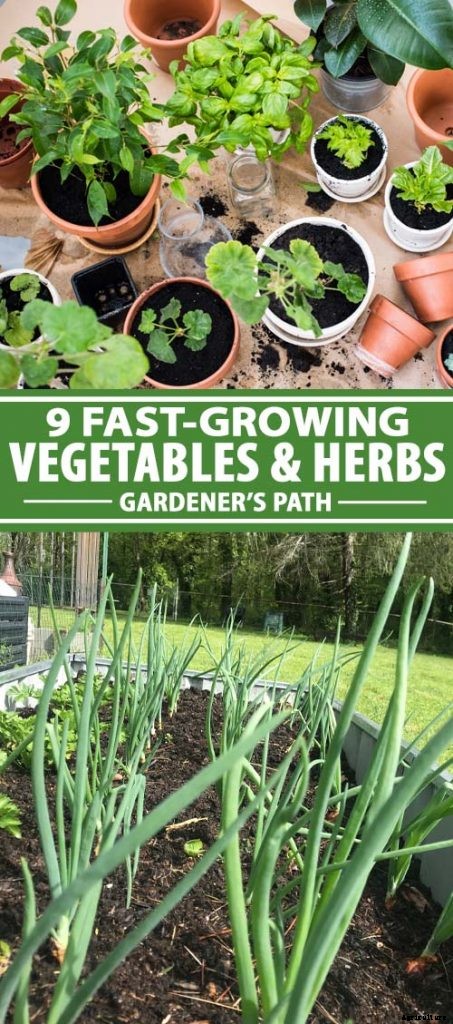 9 Fast-Growing Vegetables and Herbs to Pep Up Your Pantry Menu