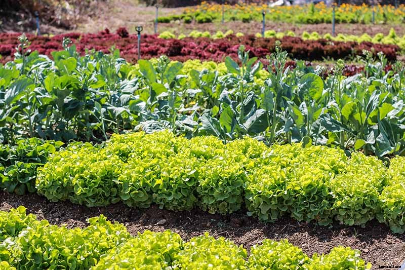 9 Fast-Growing Vegetables and Herbs to Pep Up Your Pantry Menu