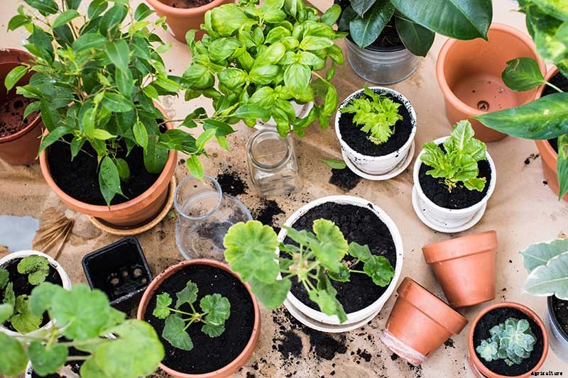 9 Fast-Growing Vegetables and Herbs to Pep Up Your Pantry Menu