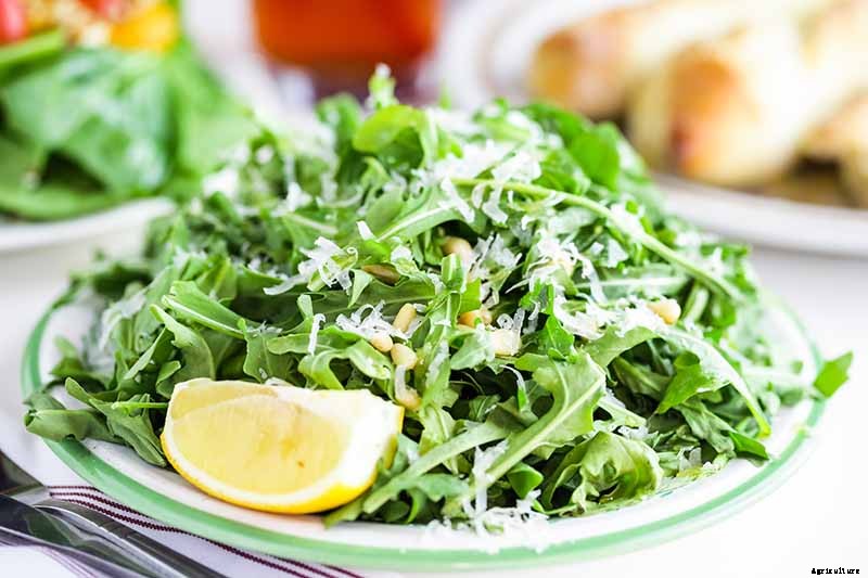 9 Fast-Growing Vegetables and Herbs to Pep Up Your Pantry Menu