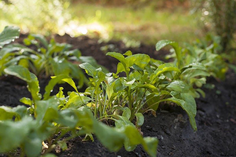 9 Fast-Growing Vegetables and Herbs to Pep Up Your Pantry Menu