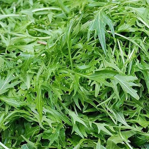 9 Fast-Growing Vegetables and Herbs to Pep Up Your Pantry Menu