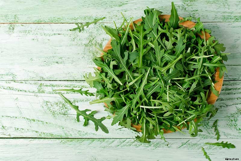 9 Fast-Growing Vegetables and Herbs to Pep Up Your Pantry Menu