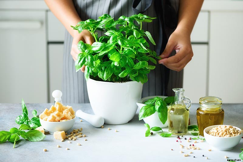9 Fast-Growing Vegetables and Herbs to Pep Up Your Pantry Menu