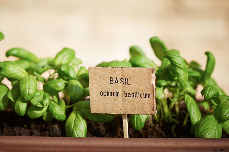 9 Fast-Growing Vegetables and Herbs to Pep Up Your Pantry Menu