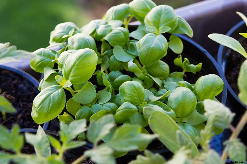 9 Fast-Growing Vegetables and Herbs to Pep Up Your Pantry Menu