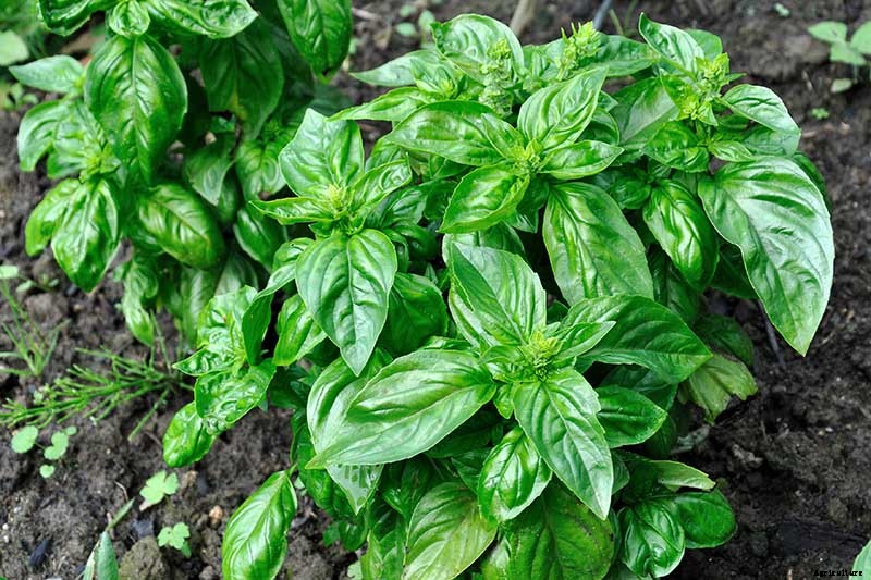 9 Fast-Growing Vegetables and Herbs to Pep Up Your Pantry Menu