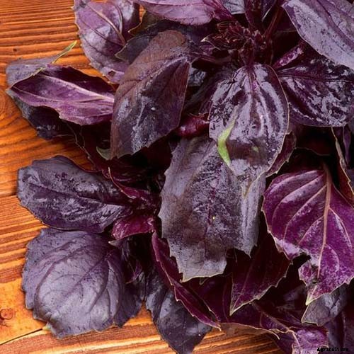 9 Fast-Growing Vegetables and Herbs to Pep Up Your Pantry Menu