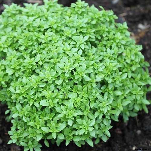 9 Fast-Growing Vegetables and Herbs to Pep Up Your Pantry Menu