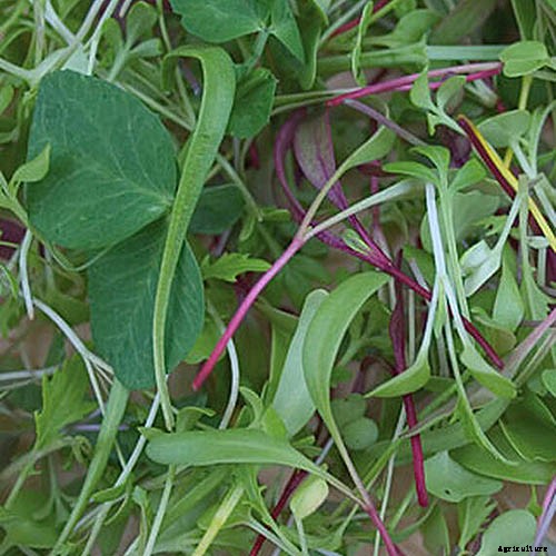 9 Fast-Growing Vegetables and Herbs to Pep Up Your Pantry Menu