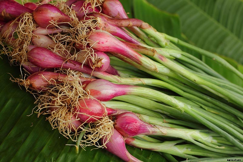 9 Fast-Growing Vegetables and Herbs to Pep Up Your Pantry Menu