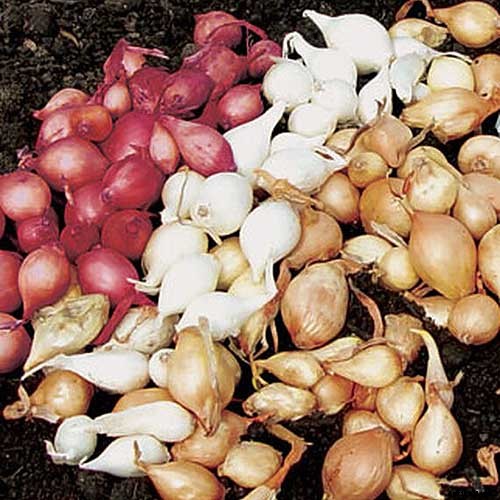 9 Fast-Growing Vegetables and Herbs to Pep Up Your Pantry Menu