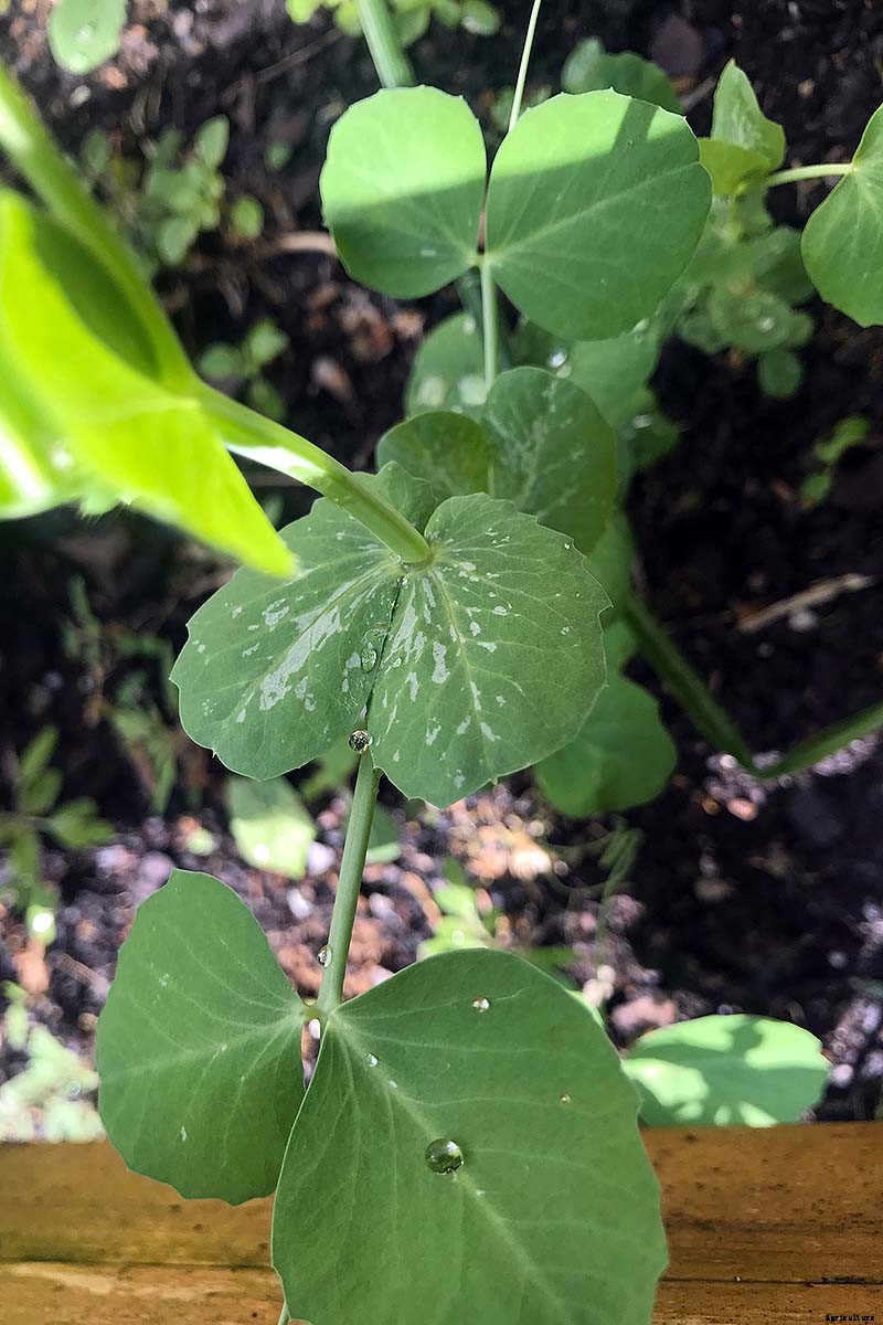 9 Fast-Growing Vegetables and Herbs to Pep Up Your Pantry Menu