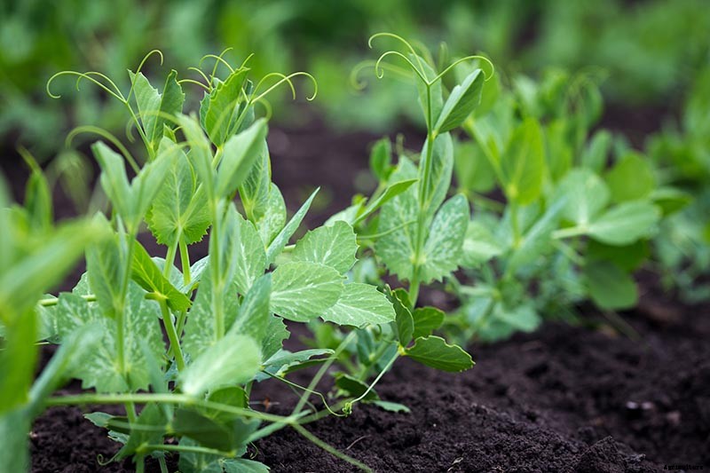 9 Fast-Growing Vegetables and Herbs to Pep Up Your Pantry Menu