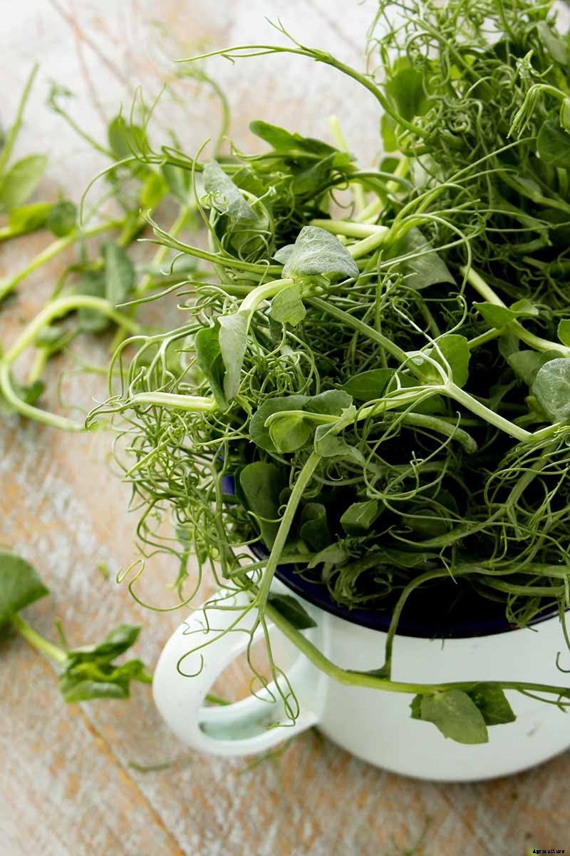 9 Fast-Growing Vegetables and Herbs to Pep Up Your Pantry Menu