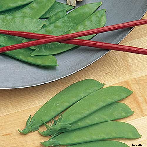 9 Fast-Growing Vegetables and Herbs to Pep Up Your Pantry Menu