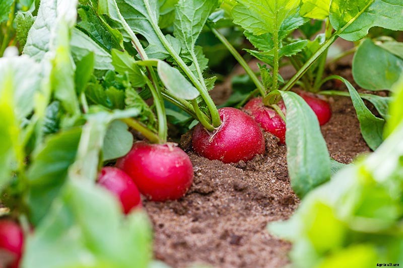 9 Fast-Growing Vegetables and Herbs to Pep Up Your Pantry Menu