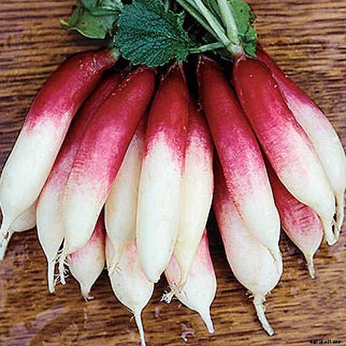 9 Fast-Growing Vegetables and Herbs to Pep Up Your Pantry Menu