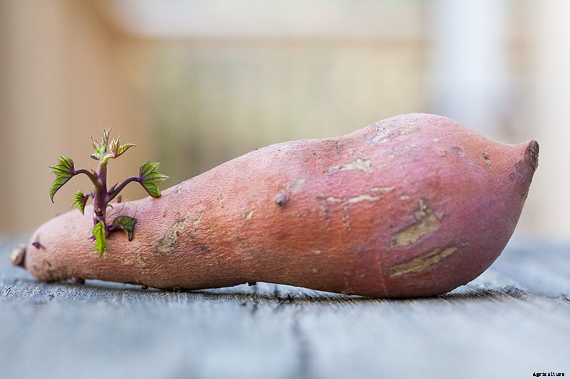 9 Fast-Growing Vegetables and Herbs to Pep Up Your Pantry Menu