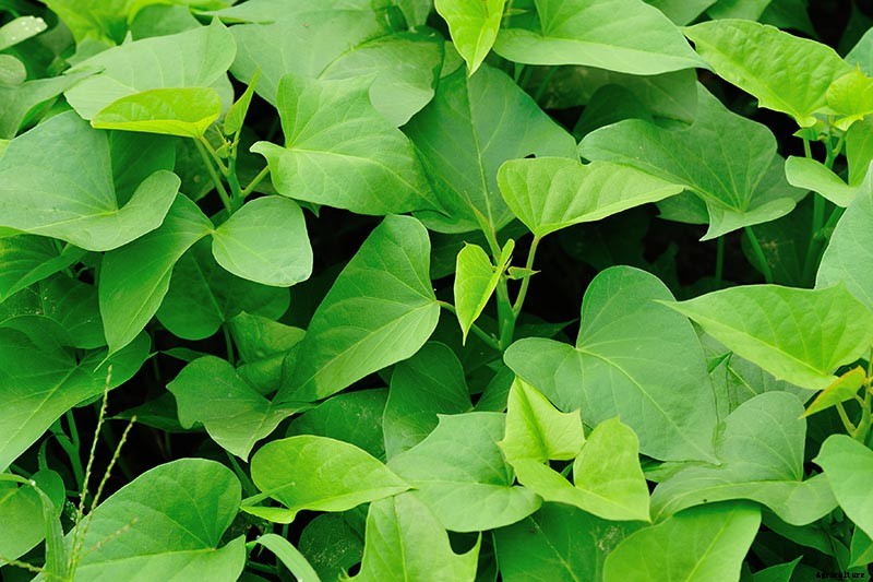 9 Fast-Growing Vegetables and Herbs to Pep Up Your Pantry Menu