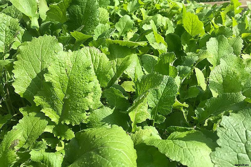 9 Fast-Growing Vegetables and Herbs to Pep Up Your Pantry Menu