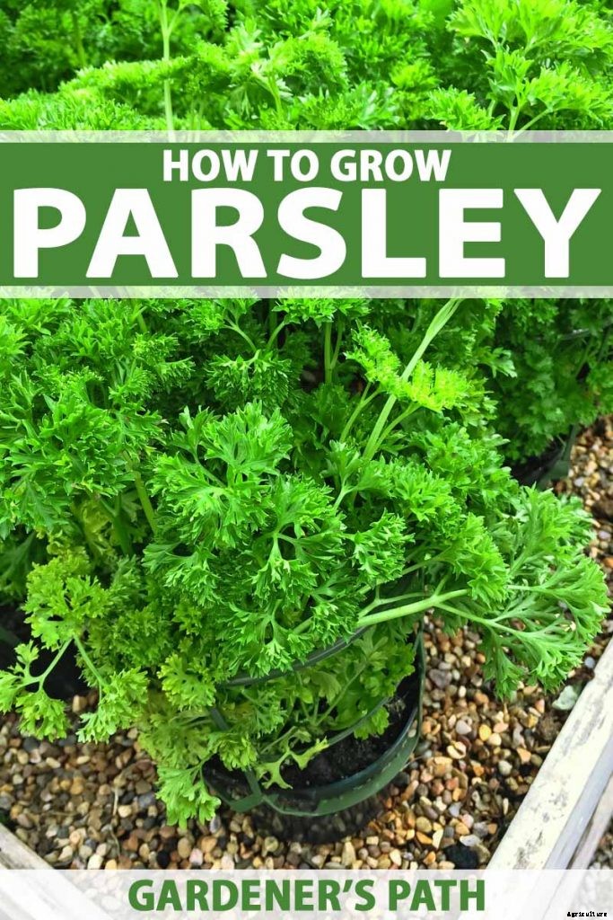 How to Grow Parsley in Your Home Herb Garden