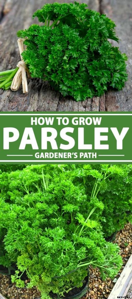 How to Grow Parsley in Your Home Herb Garden