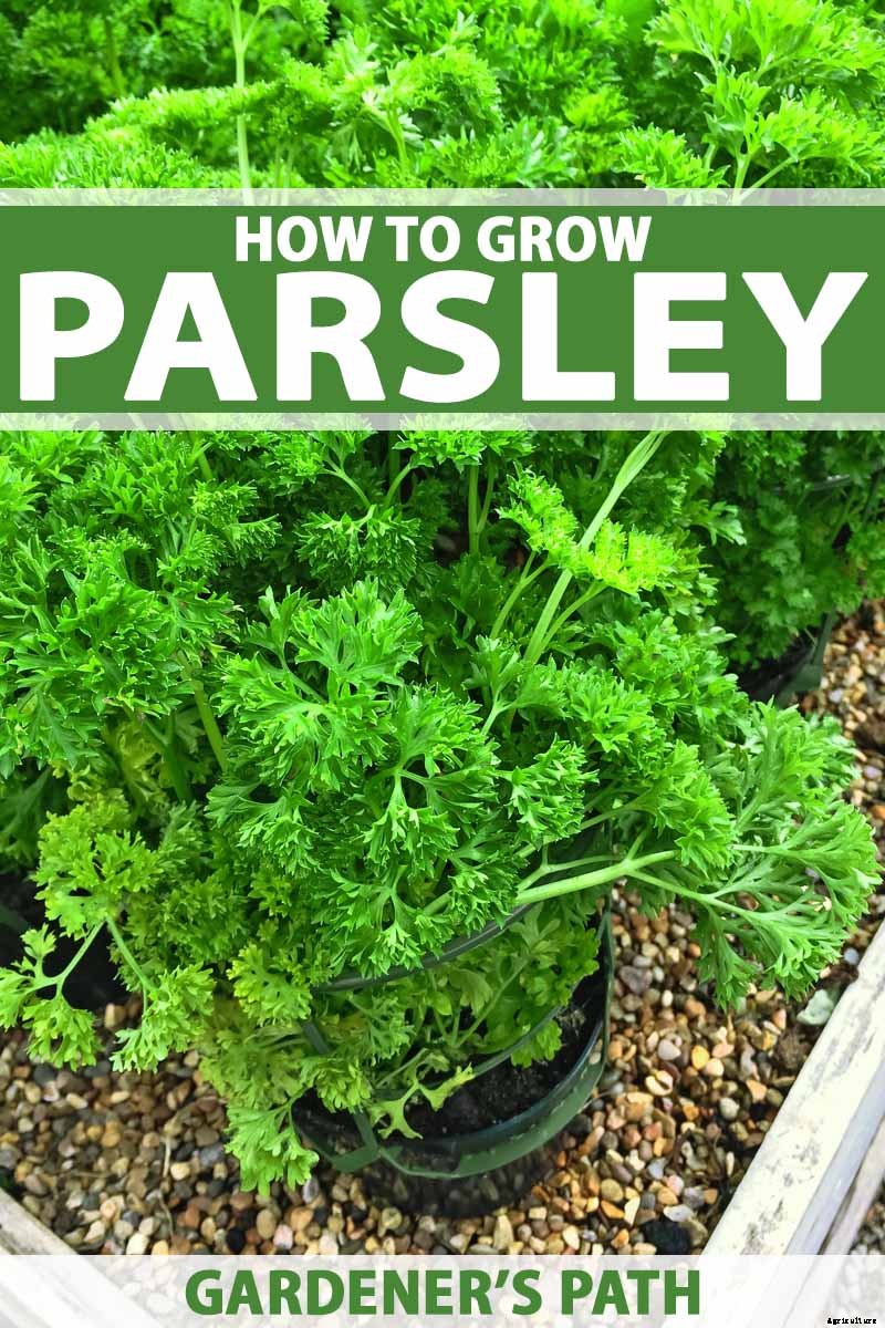 How to Grow Parsley in Your Home Herb Garden