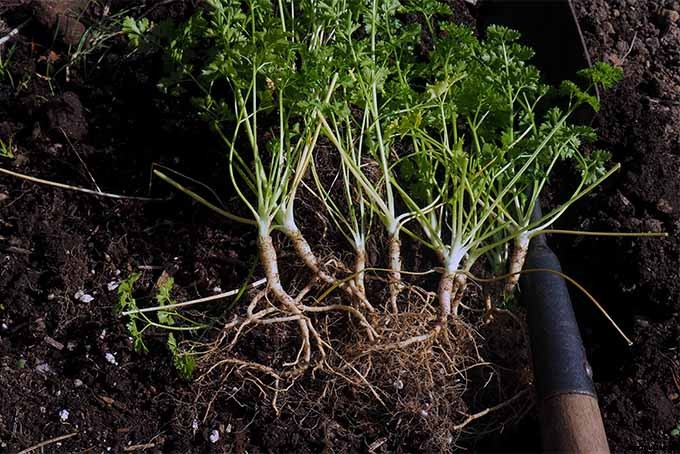 How to Grow Parsley in Your Home Herb Garden