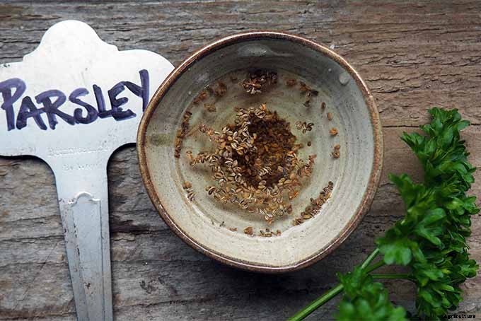 How to Grow Parsley in Your Home Herb Garden