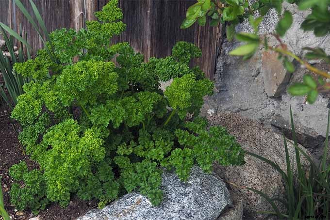 How to Grow Parsley in Your Home Herb Garden