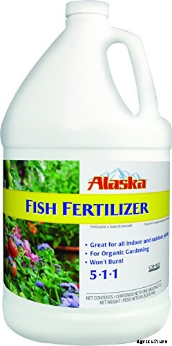 How to Grow Parsley in Your Home Herb Garden