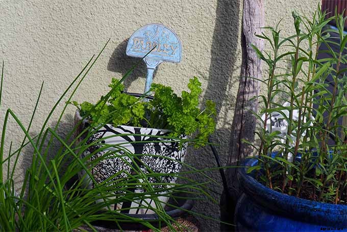 How to Grow Parsley in Your Home Herb Garden
