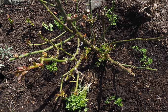 How to Grow Parsley in Your Home Herb Garden