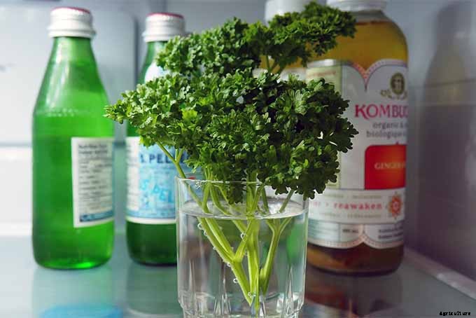 How to Grow Parsley in Your Home Herb Garden