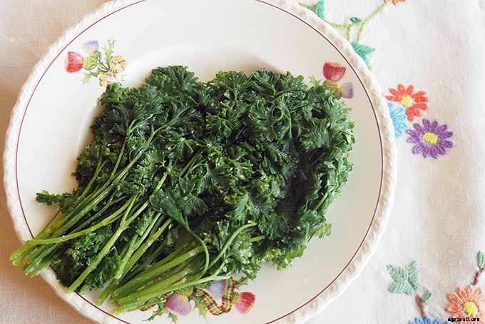 How to Grow Parsley in Your Home Herb Garden