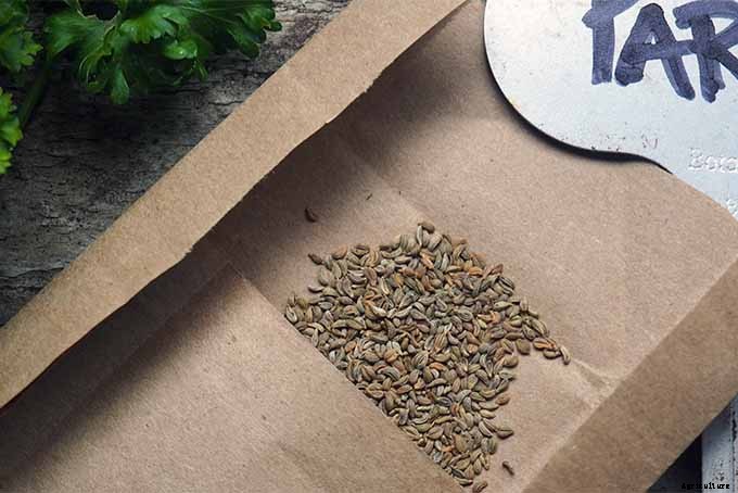 How to Grow Parsley in Your Home Herb Garden