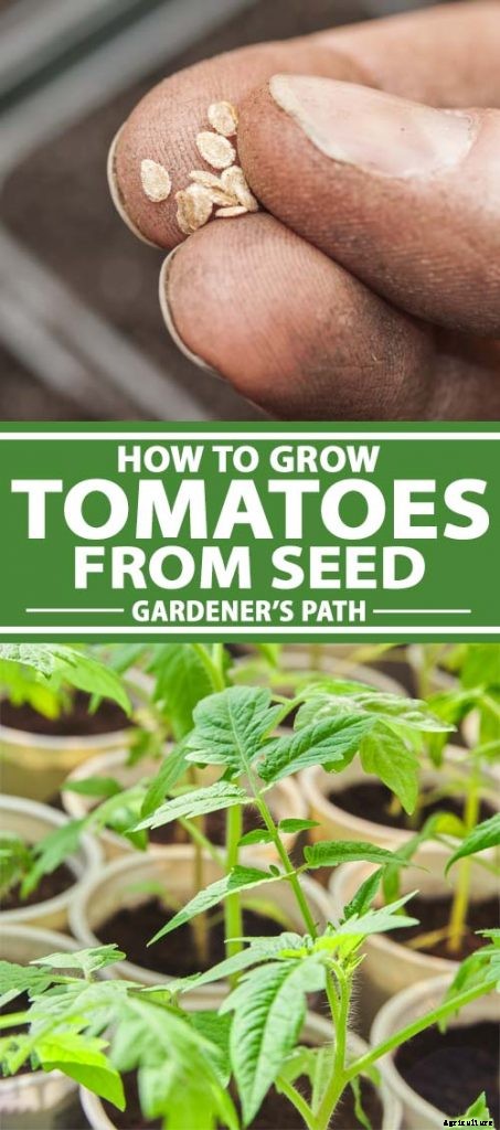 How to Grow Tomatoes From Seed in 6 Easy Steps