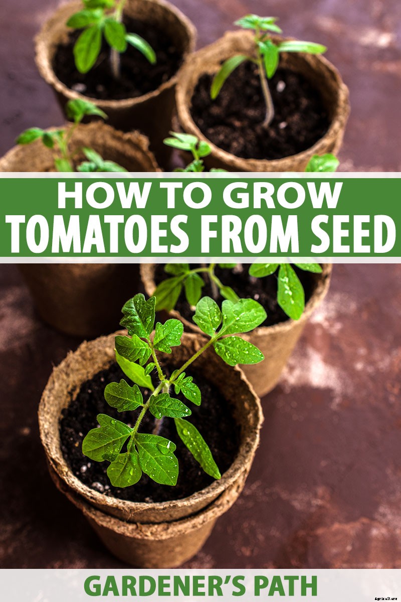 How to Grow Tomatoes From Seed in 6 Easy Steps