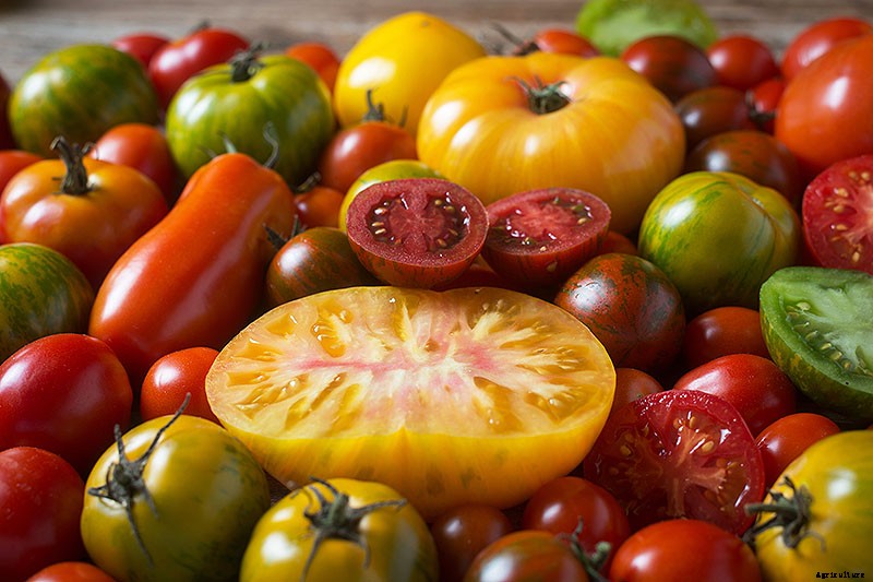 How to Grow Tomatoes From Seed in 6 Easy Steps