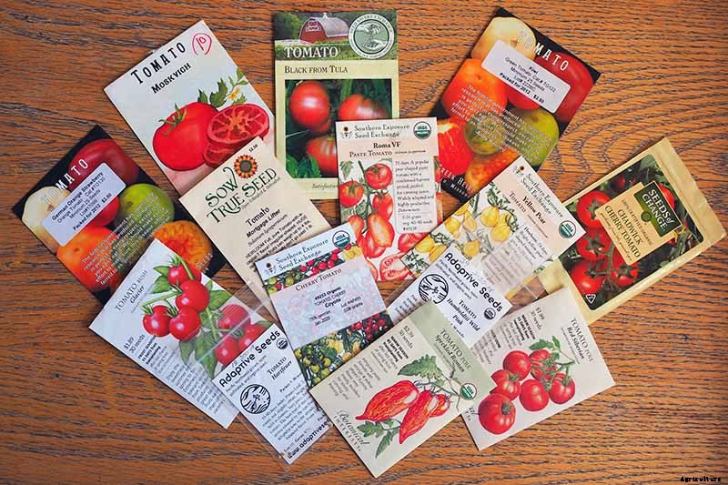 How to Grow Tomatoes From Seed in 6 Easy Steps
