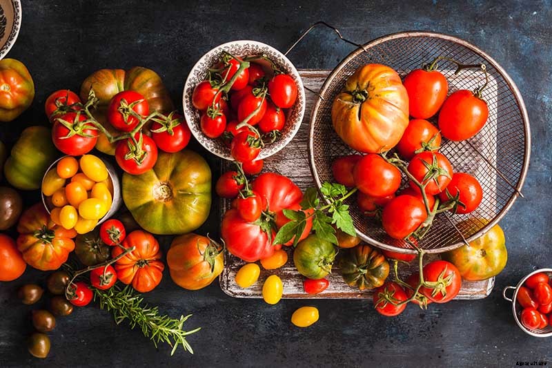 How to Grow Tomatoes From Seed in 6 Easy Steps