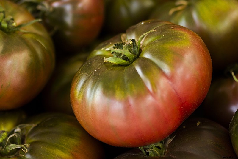 How to Grow Tomatoes From Seed in 6 Easy Steps