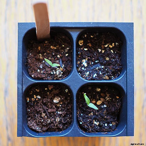 How to Grow Tomatoes From Seed in 6 Easy Steps