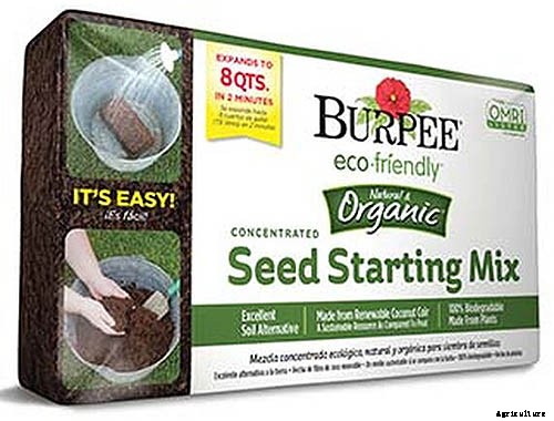 How to Grow Tomatoes From Seed in 6 Easy Steps